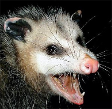 The Opossum