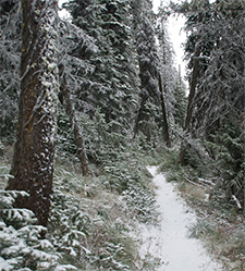 Winter Trail