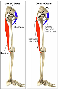 Hamstrings