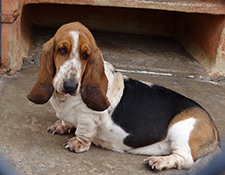 The Bassett Hound