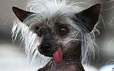 The Chinese Crested