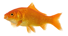 The Goldfish