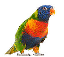 The Parrot