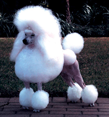 The Poodle