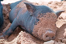 The Pot-Bellied Pig