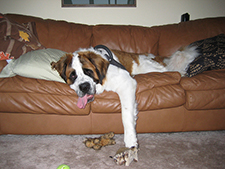 The Saint Bernard