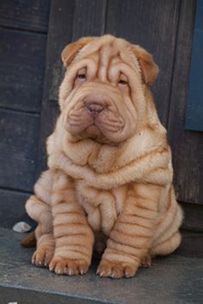 The Shar Pei