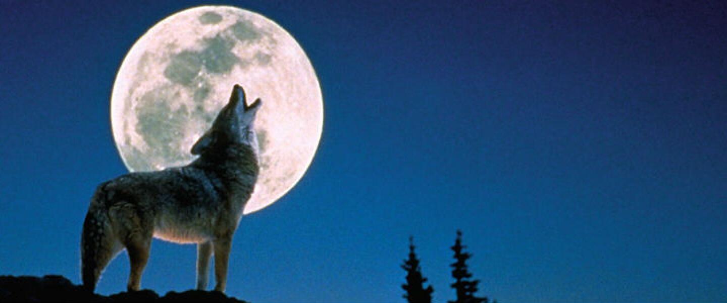 The Howl Race Results Fleet Feet Sports St. Louis