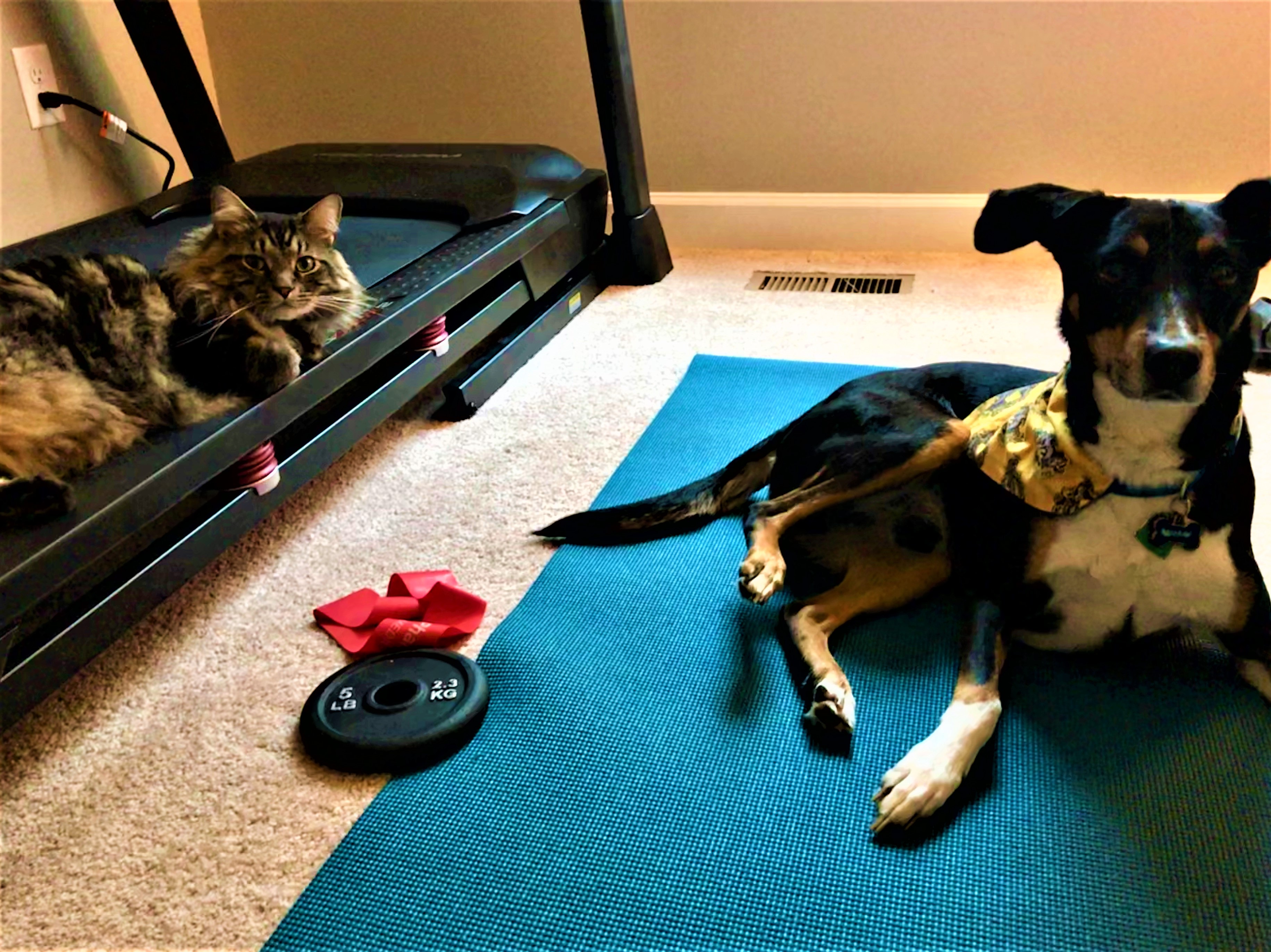 dog on yoga mat and cat on treadmill