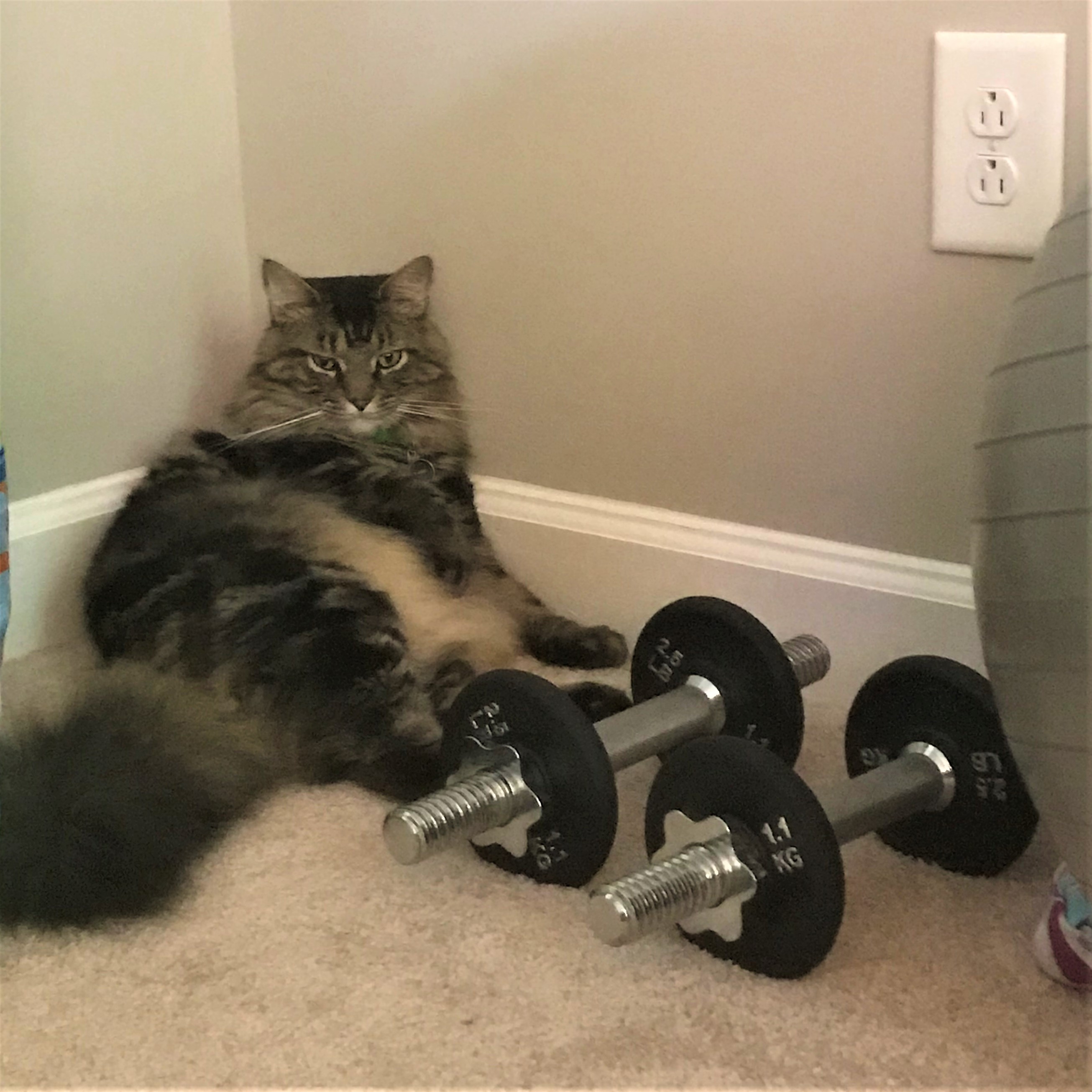 cat next to set of free weights