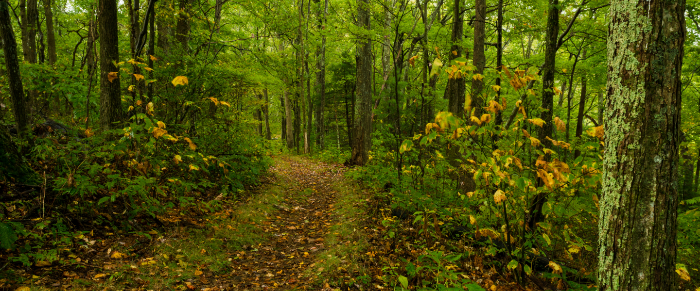 2024 Trail Training - Fleet Feet Sports Jackson