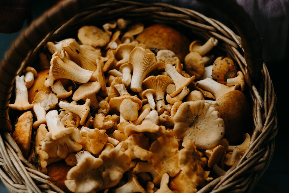 Mushrooms for immune system