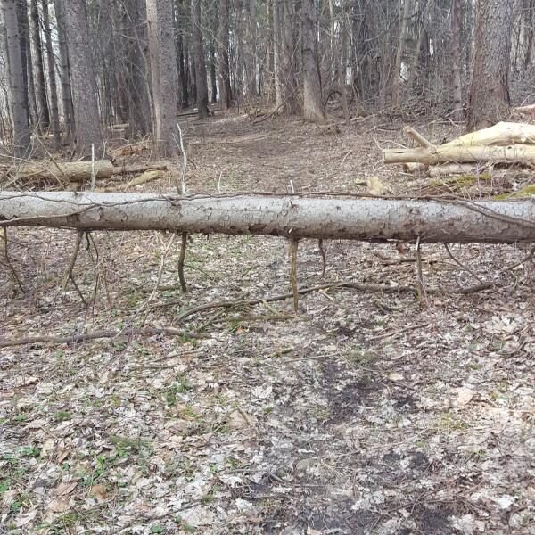 fallen branch debris