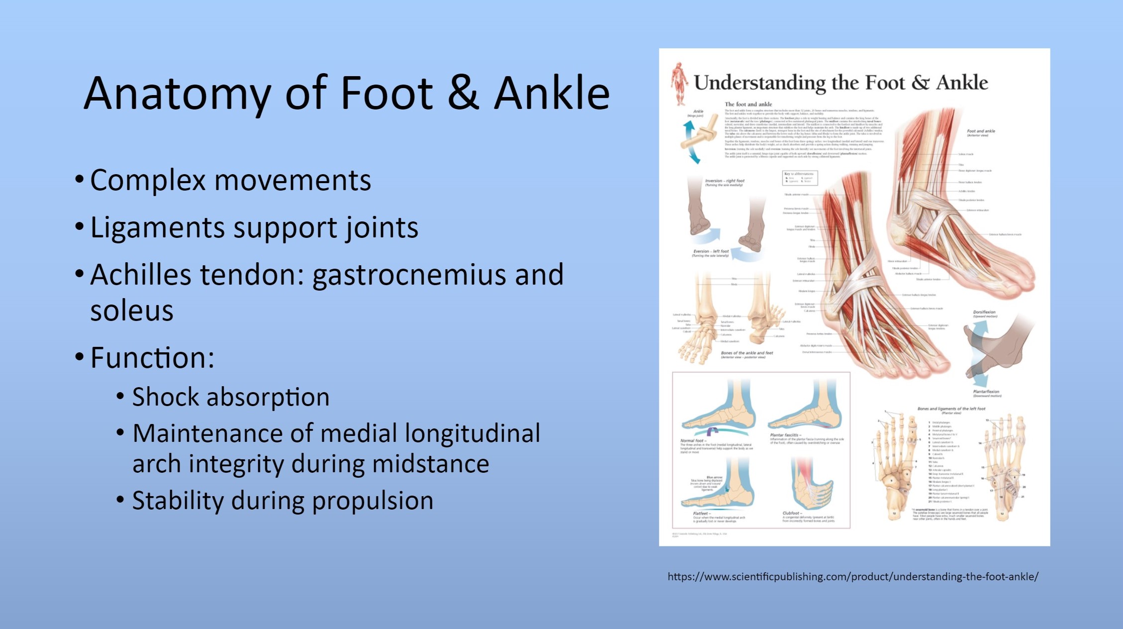 Common Foot and Ankle Injuries