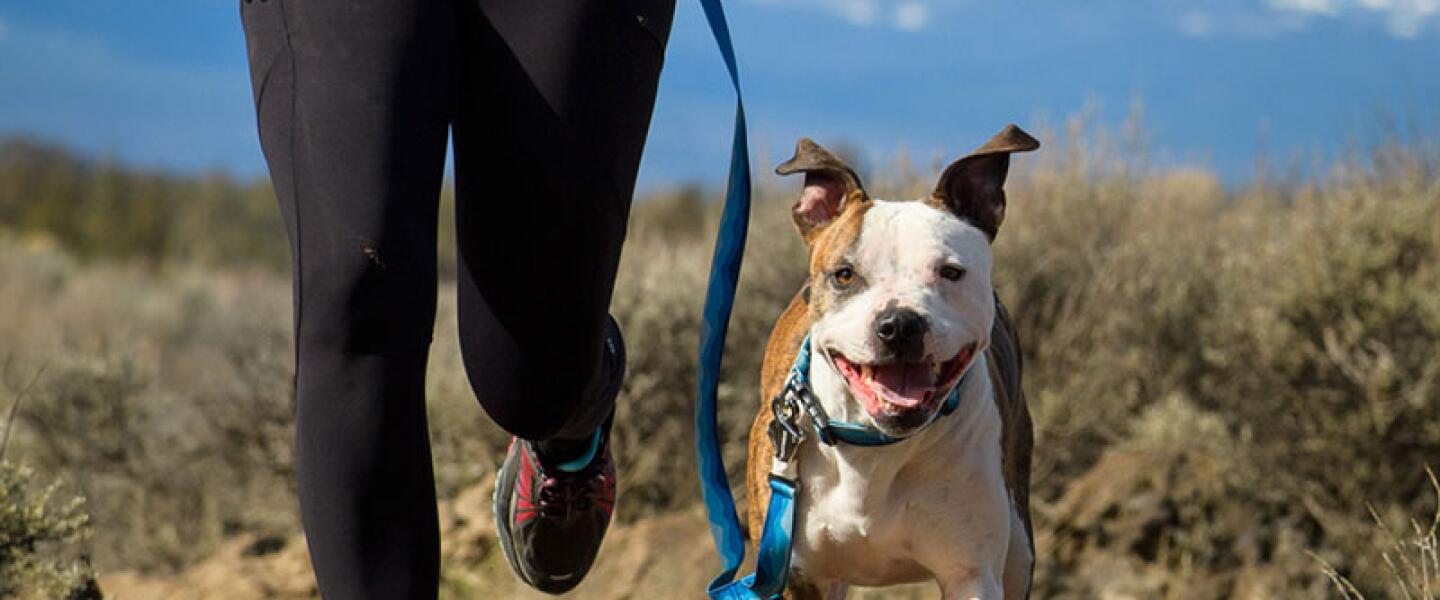 Ruffwear Dog Gear Fleet Feet Syracuse