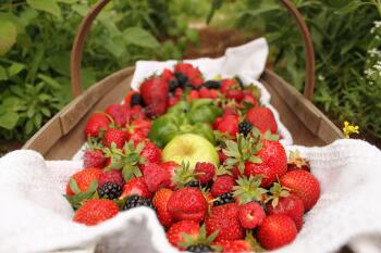 Berry Basket