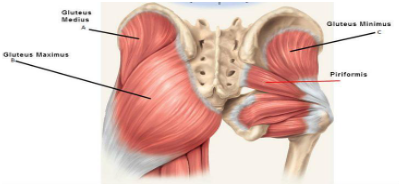 https://nmcdn.io/bf48b01813174d27941cb0fe2037c1cb/f96919d129cb4e5387d50f740cbf6b1f/files/Piriformis-1.png