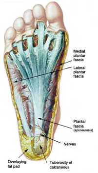 pain in lateral plantar