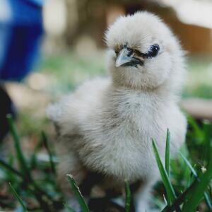 Backyard Chickens 101 Henhouse Design Co