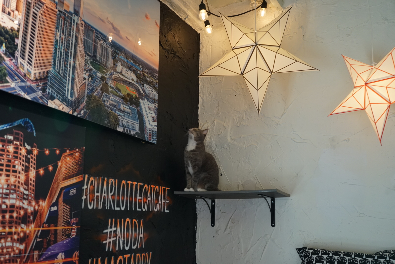 Mac Tabby Cat Cafe Charlotte
