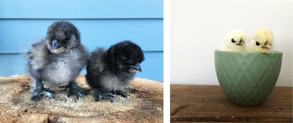 Morgan Chicks Silkie Chickens