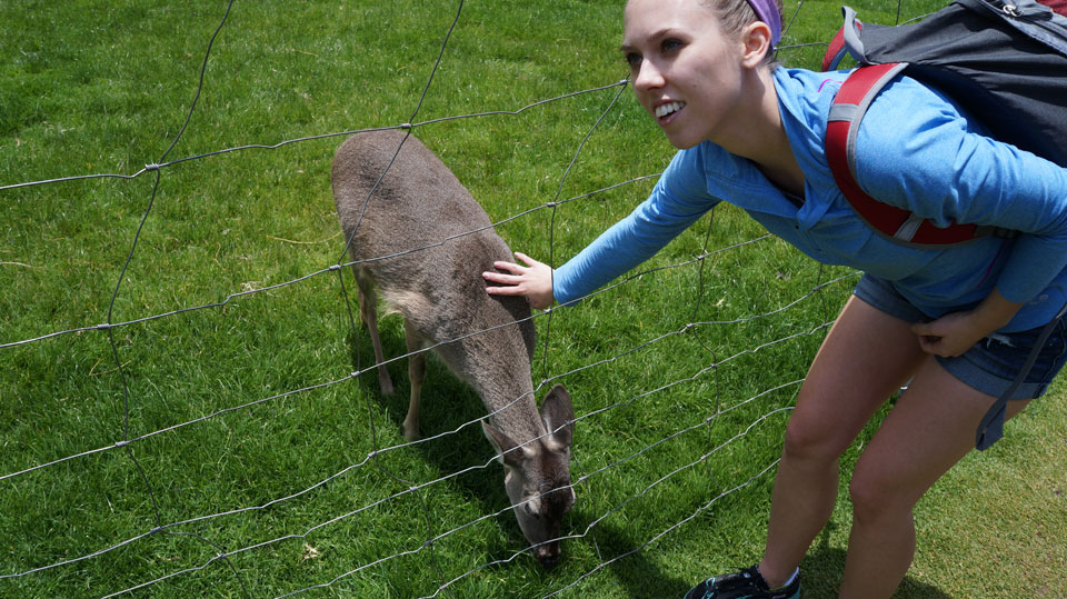 Ccochahuasi Animal Sanctuary deer