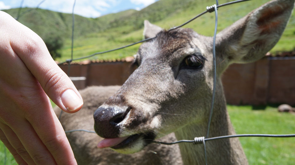 Ccochahuasi Animal Sanctuary deer