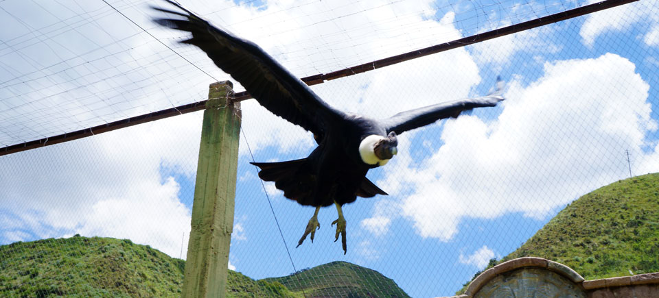 Ccochahuasi Animal Sanctuary condor