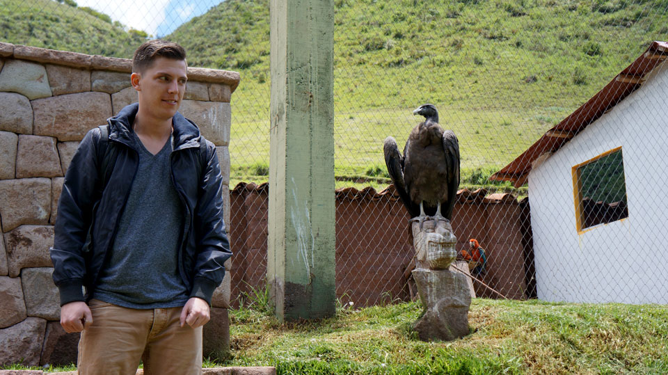 Ccochahuasi Animal Sanctuary Peruvian Condor