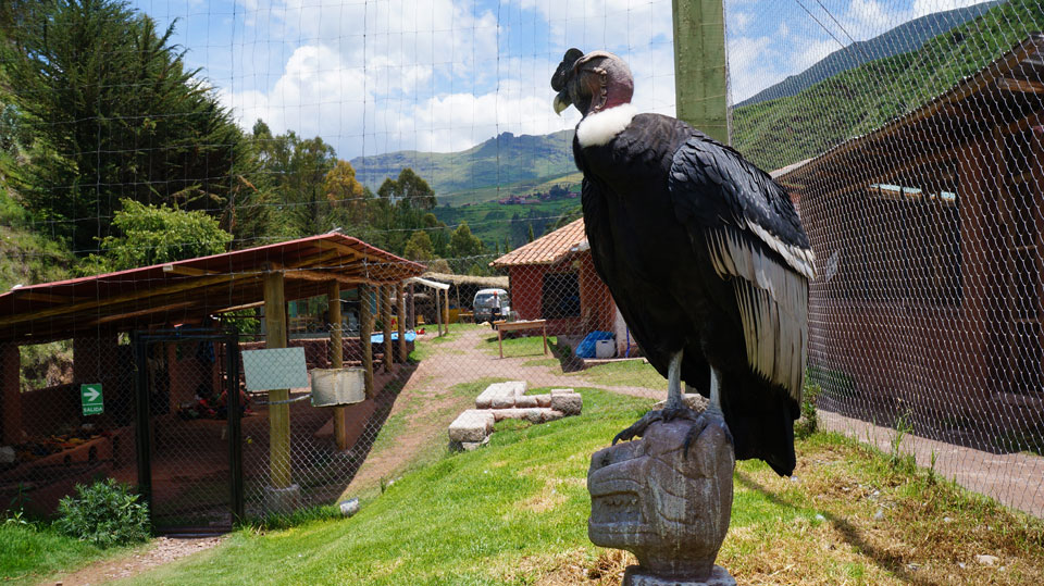 Ccochahuasi Animal Sanctuary Peruvian Condor