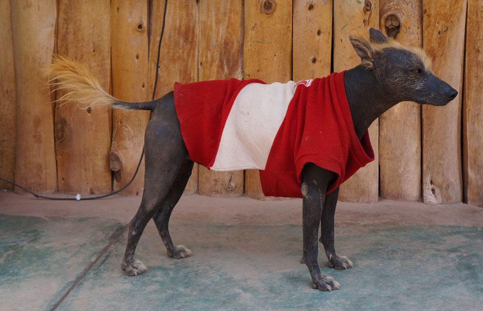 Ccochahuasi Animal Sanctuary Peruvian Hairless Dog