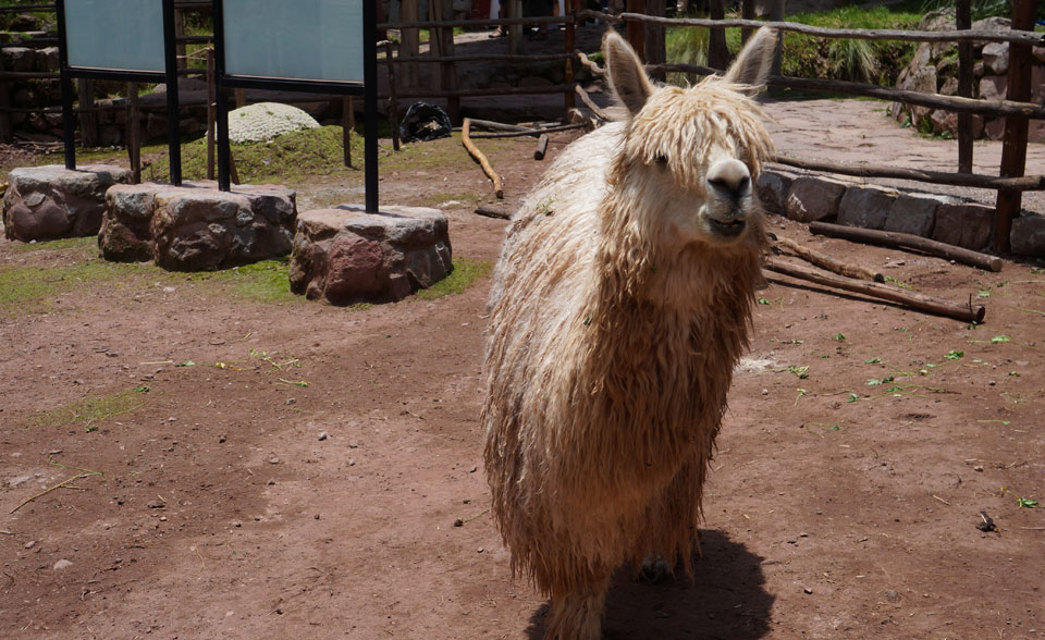 Awana Kancha Llama Farm