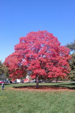 Autumn tree