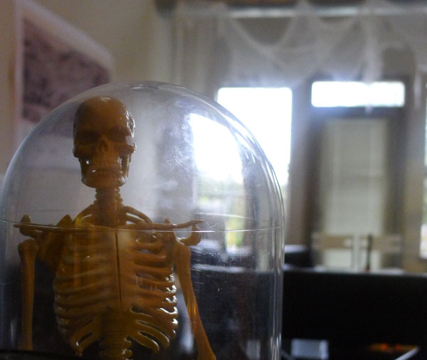 Mr. Bones anatomy skeleton for Halloween