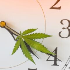 Watch hands with cannabis leaf at 4:20
