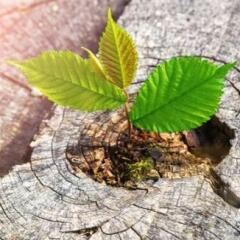 A strong seedling growing in the center trunk on cut stump