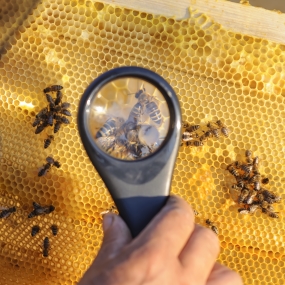 Magnifying Glass of Bees