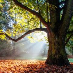 Irrevocable but adaptable tree