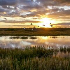 Birds flying in the sunset swamp