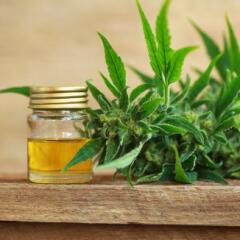 CBD oil and hemp plant