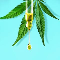 a pipet with CBD oil on cannabis leaf