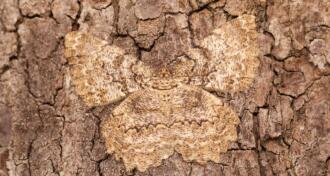 Brown tree trunk with a butterfly camouflaged in the trunk