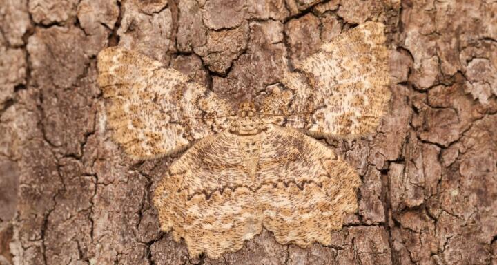 Brown tree trunk with a butterfly camouflaged in the trunk