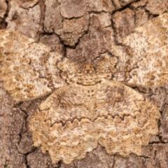 Brown tree trunk with a butterfly camouflaged in the trunk