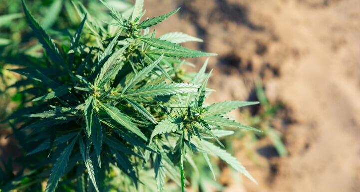 Close up shot of hemp plant and dirt