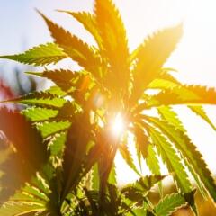 Sun shining through hemp leaves