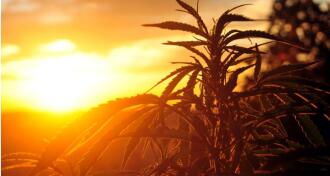 Hemp plant silhouette with sunset in background