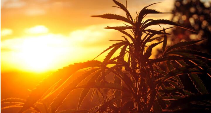 Hemp plant silhouette with sunset in background