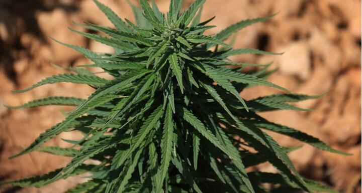 Cannabis Sativa hemp plant in dirt