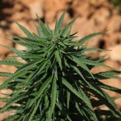 Cannabis Sativa hemp plant in dirt